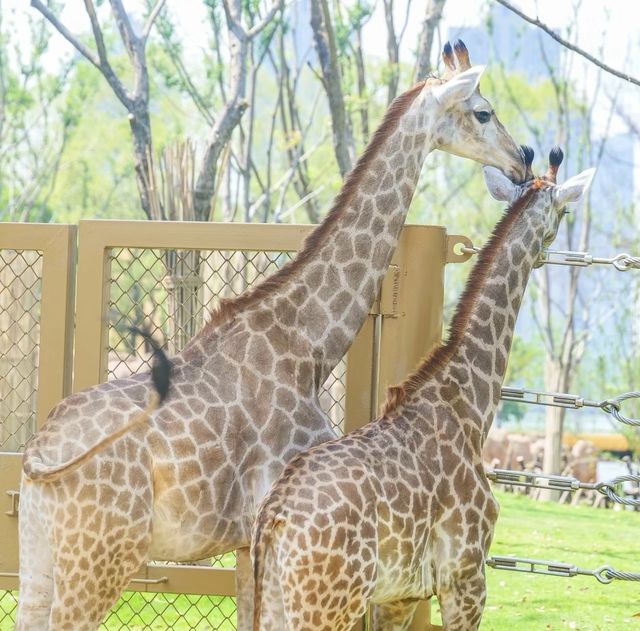 在武漢·武漢動物園新手入園攻