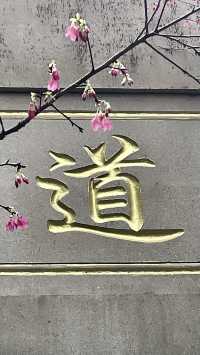 屏山公園賞櫻