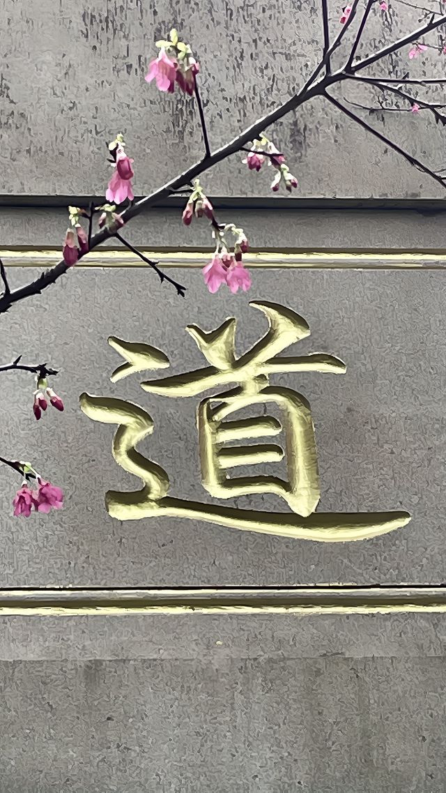 屏山公園賞櫻