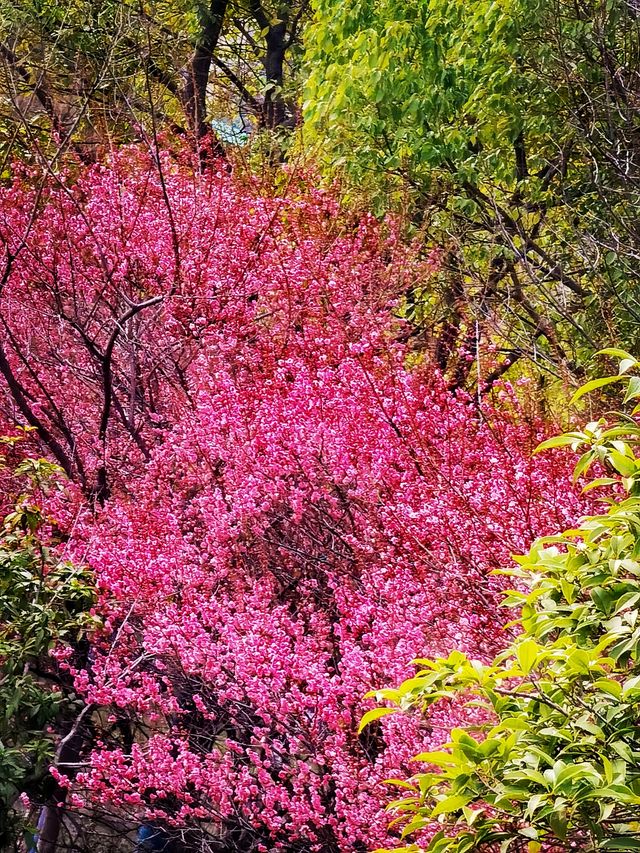 烁烁其華，匡河桃花