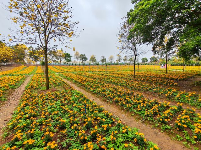 3月到天适櫻花悠樂園看花