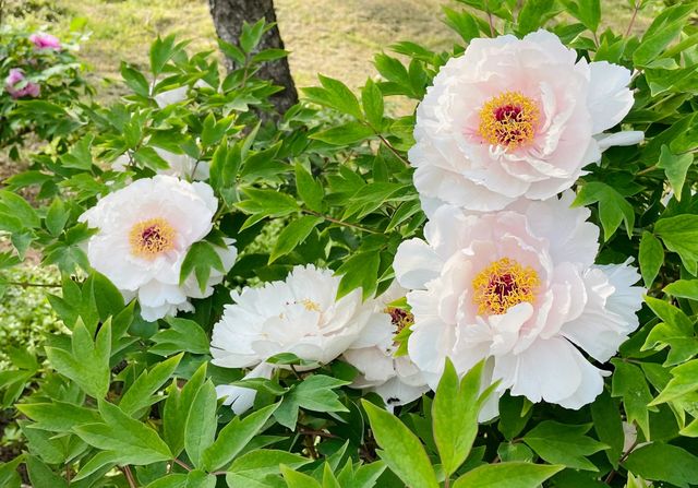 北京國家植物園|植物王國奇妙之旅