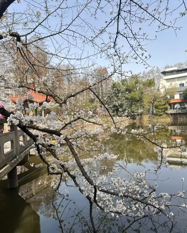武大の学生は、桜の季節が本当に怖いです