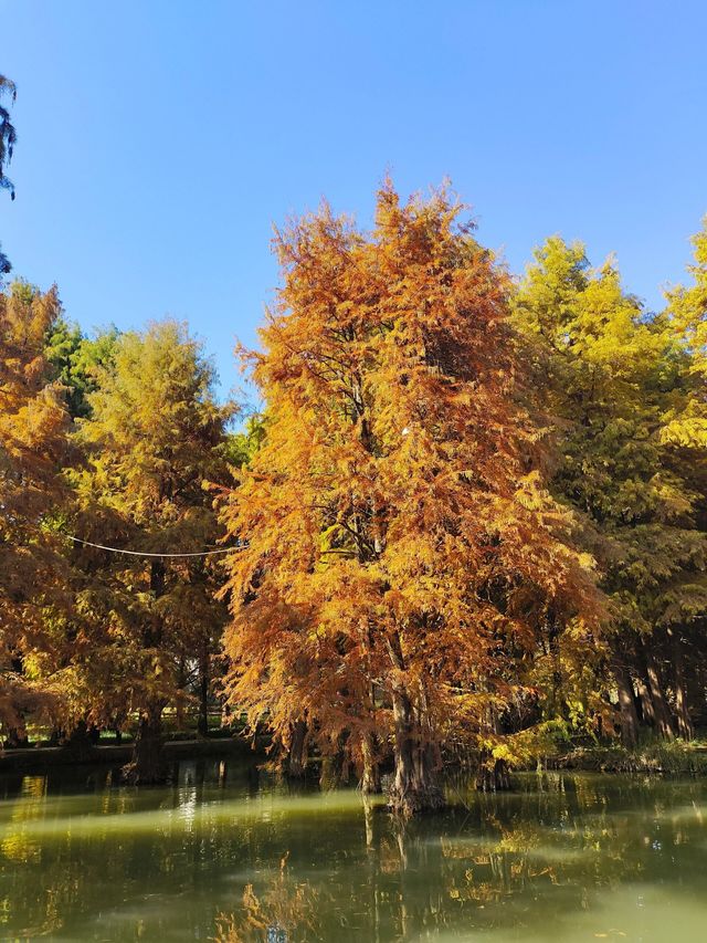 最是橙黄橘绿時｜杭州青山湖水上森林