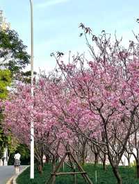被99%廈門人忽略的櫻花園！（3月23日實況）