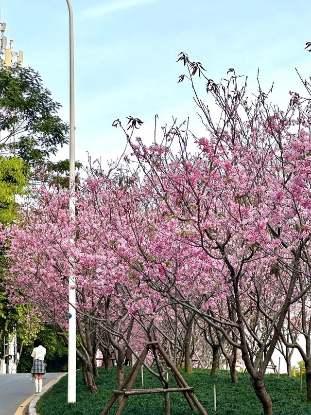 被99%廈門人忽略的櫻花園！（3月23日實況）