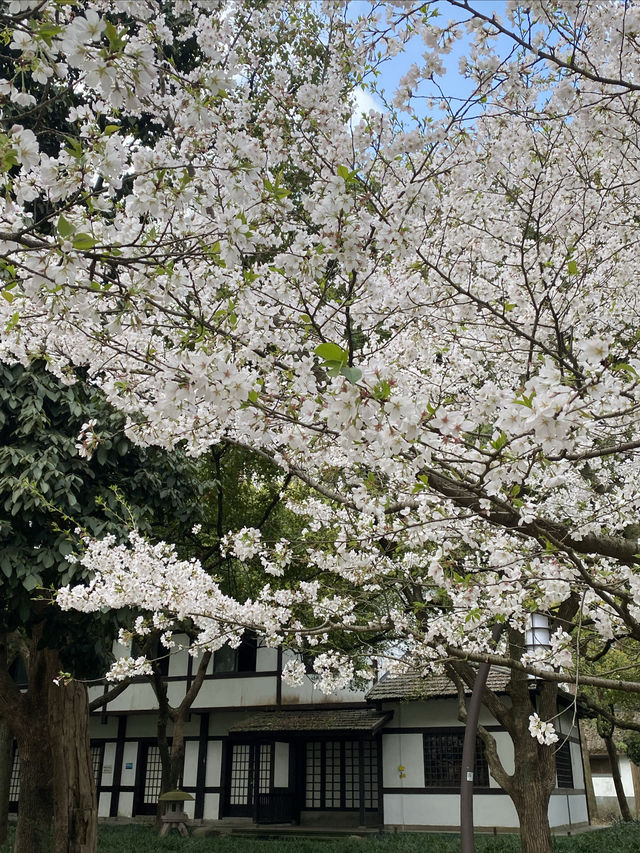 西湖賞花地圖，我已滾瓜爛熟