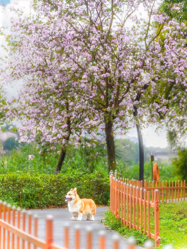 搭乘地鐵直達免費賞賞海珠湖公園的紫荆花