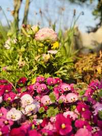 很受歡迎的小眾花園| 真如公園