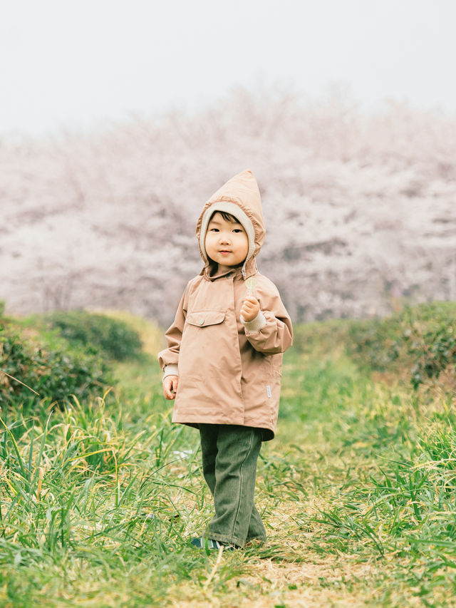 親子出行平壩櫻花遊玩攻略