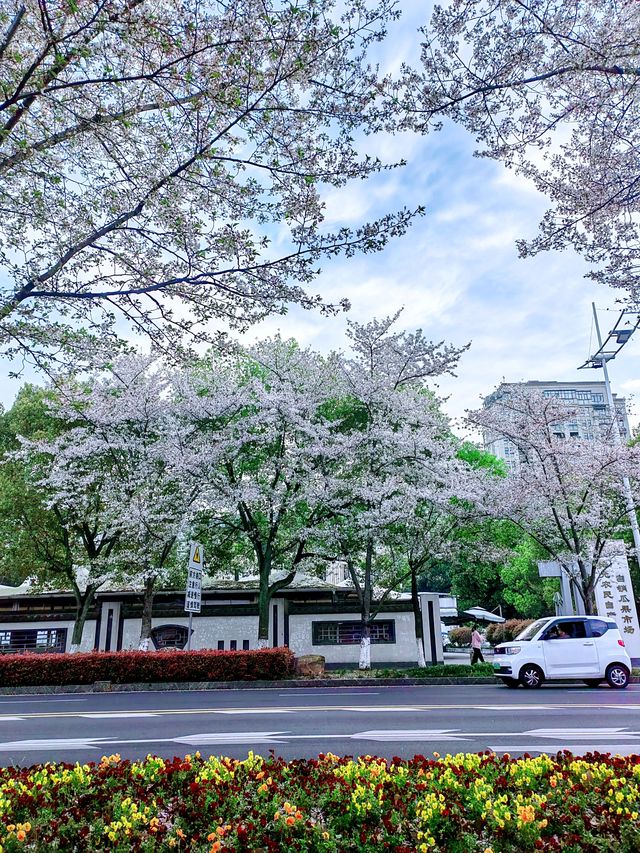 千島湖畔陽光路，春和景明，櫻花浪漫