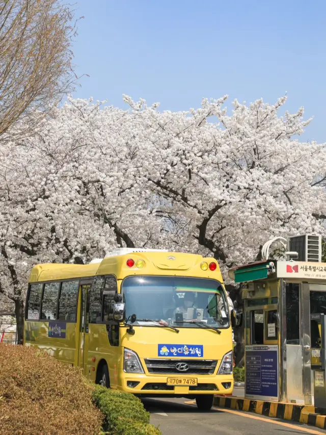 Samcheong-dong | Driving into spring is truly breathtaking