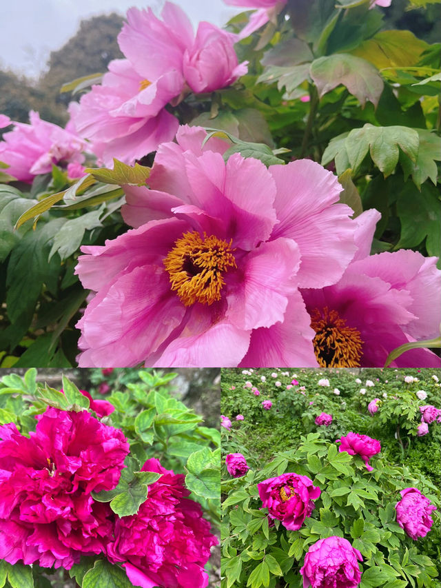 春有約，花不誤，年年不相負-四川賞花攻略