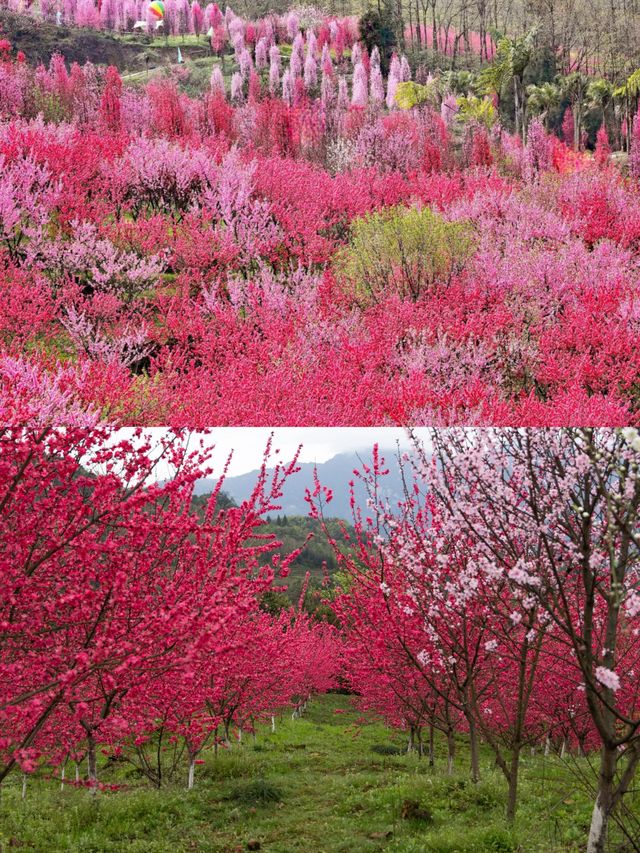 四川樂山周邊已開始山花狼藉