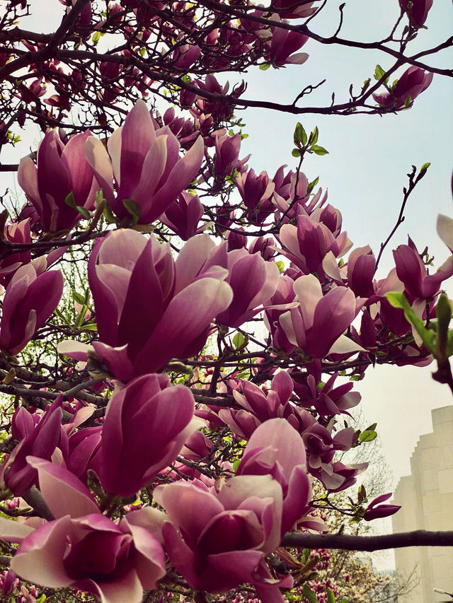 北京遛娃賞花餵鴿子曬太陽大學校園太美好了