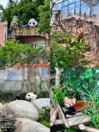 香港海洋公園攻略：探索海洋世界的絕佳去處！