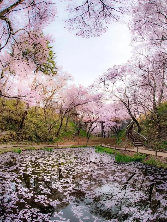 Nagoya Cherry Blossoms