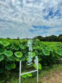 來嘉北郊野公園，"荷"你一起度夏