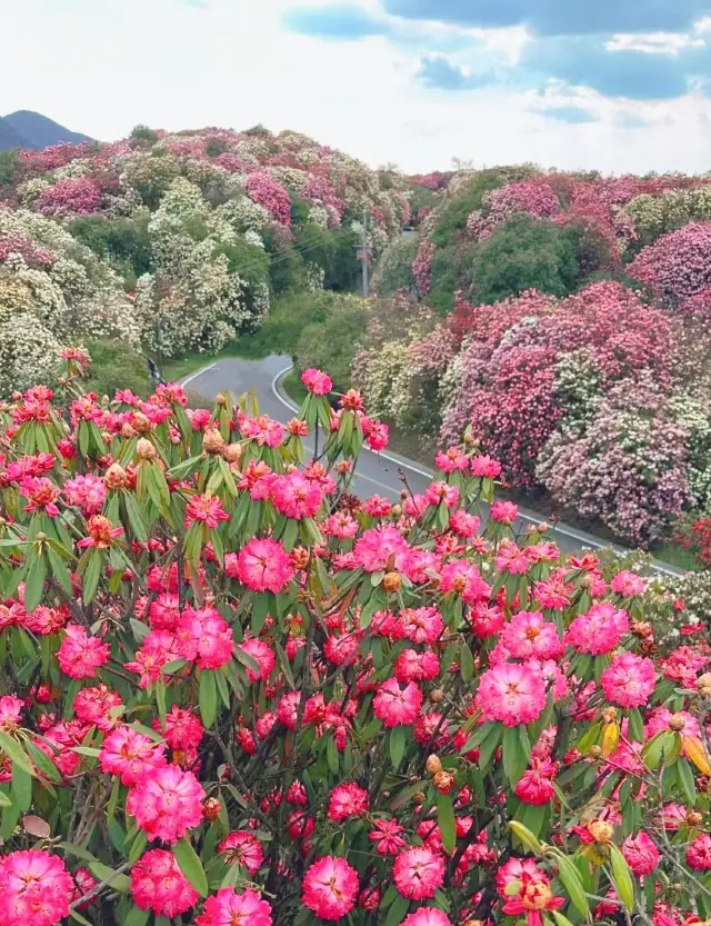 The Baihualing of Bijie is actually home to the largest azalea flower sea in China