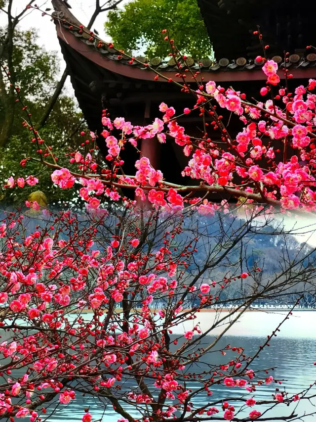 植物園の梅が美しいと思っていたが、ここに来て初めて知った