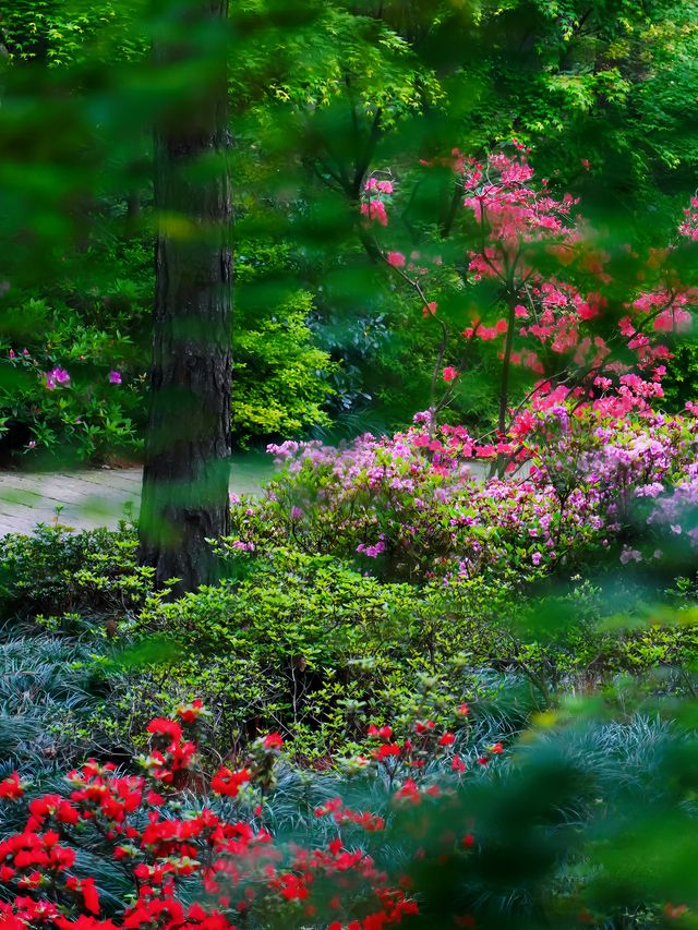 杭州驚現莫奈花園，春日天花板公園