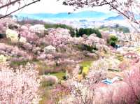 Sakura Hidden Paradise of Hanamiyama