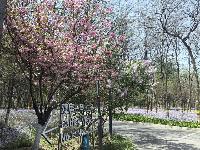 北京小眾公園 春季花海
