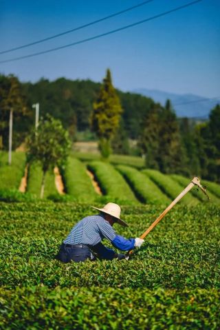 Savor a cup of Meitan green tea and live a beautiful life