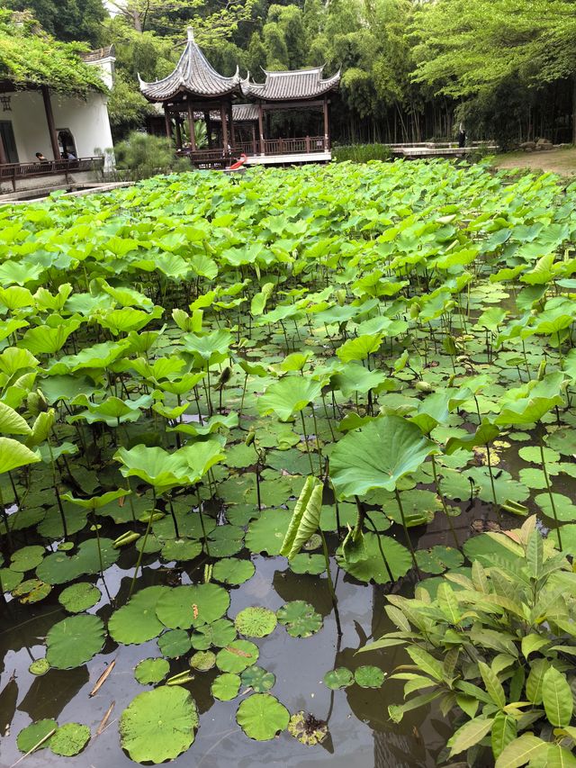 福州茶亭公園之小荷才露尖尖角