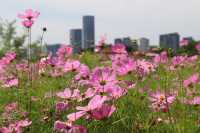 花海公園，攝影愛好者的福地