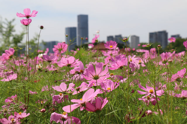 花海公園，攝影愛好者的福地