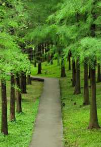 就在廣州 綠色森林系拍照巨出片！
