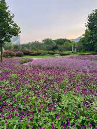 在佛山市區我找到了隱藏起來的花海公園