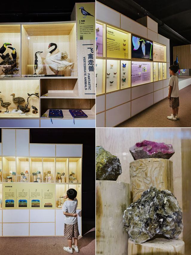 帶娃過暑假｜就在北京！好奇寶寶必逛的DK展