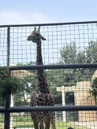 濟南動物園攻略