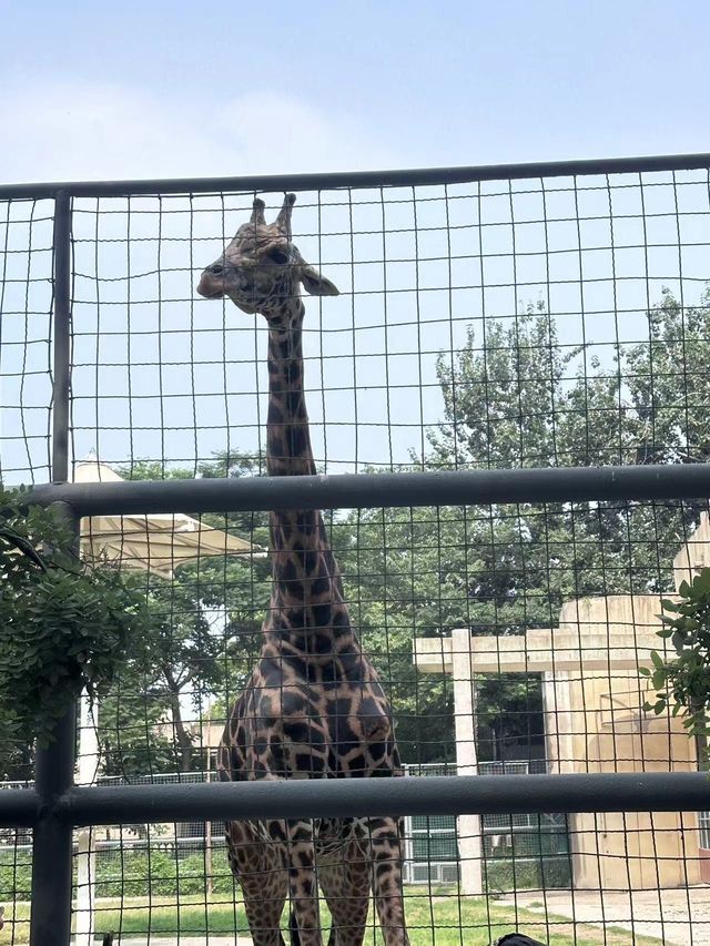 濟南動物園攻略