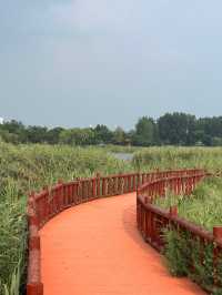 來東營，明月湖國家濕地公園真的不要錯過