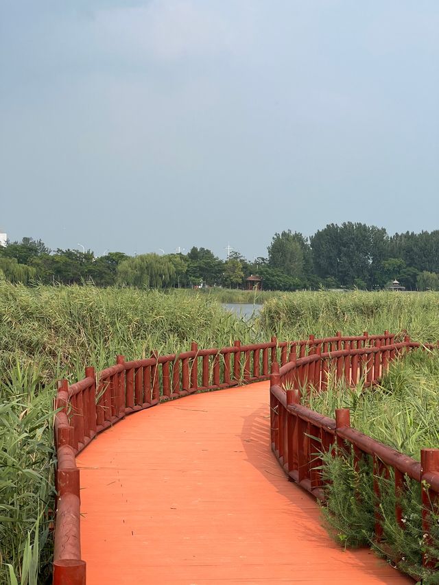 來東營，明月湖國家濕地公園真的不要錯過