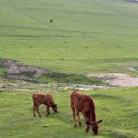 Beautiful grasslands escape in Shaanxi 