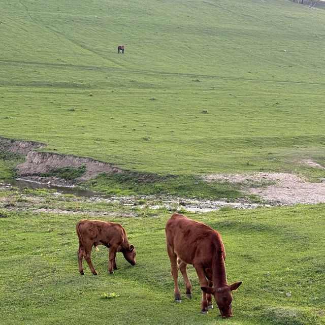 Beautiful grasslands escape in Shaanxi 