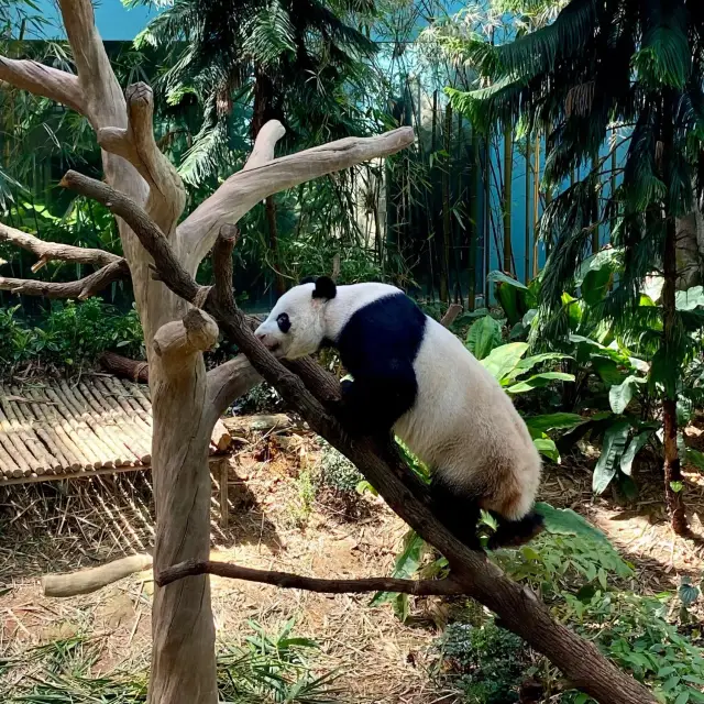 ทัวร์แพนด้าใน River Wonders สิงคโปร์