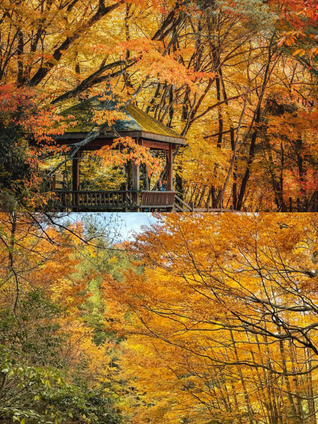 反向旅遊超成功！光霧山的秋景美得令人想哭。