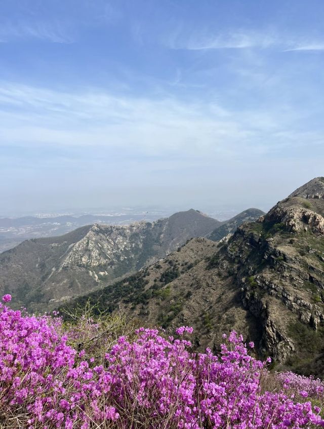 開遠大黑山！！杜鵑花海千萬不要錯過。