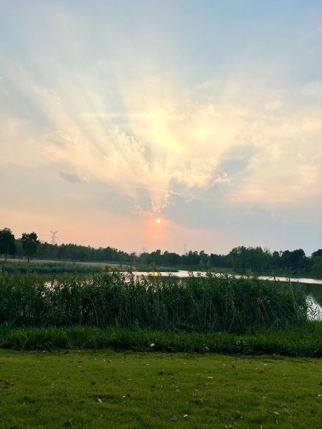 上海濱江森林公園花海谷｜拍照絕美地。