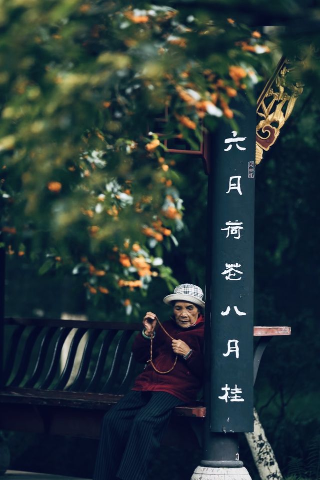 十月份的成都｜滿城盡帶桂花香。