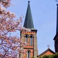 Daegu metropolitan city. Church beauty with Cherry Blossoms