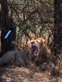 Exploring Serengeti National Park: A Wildlife Wonderland