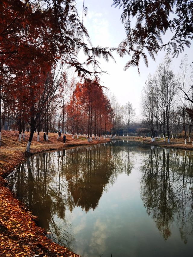 浐灞濕地公園|景美景奇生態佳之地。 浐灞濕地公園|景美景奇生態佳之地。