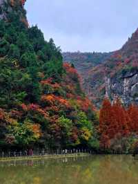 西狹頌紅葉盛景：秋韻中的歷史低吟