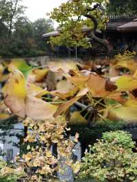 成都百花潭公園，賞銀杏景觀園。